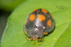 Epilachna mexicana