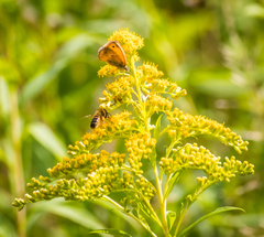 Coenonympha pamphilus