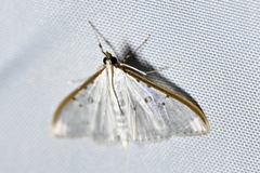 Palpita nigropunctalis