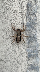 Menemerus bivittatus