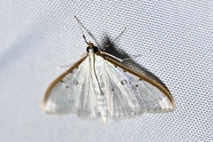Palpita nigropunctalis