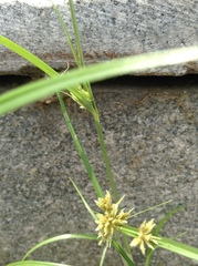 Cyperus microiria