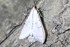 Palpita nigropunctalis