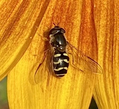 Dasysyrphus creper