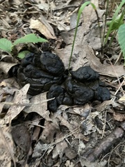 Odocoileus virginianus borealis