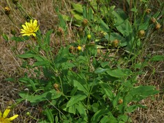 Hieracium laevigatum