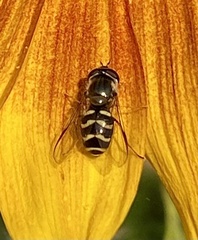 Dasysyrphus creper
