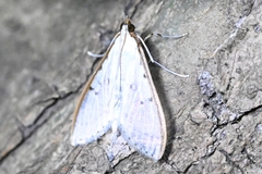 Palpita nigropunctalis