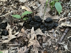 Odocoileus virginianus borealis