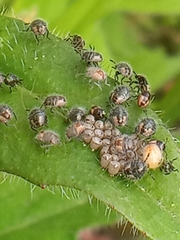 Dolycoris baccarum