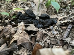 Odocoileus virginianus borealis