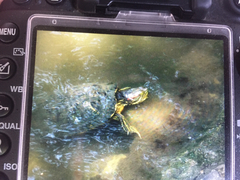 Trachemys scripta elegans