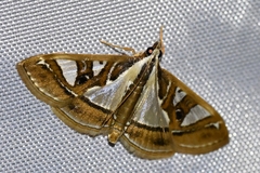 Glyphodes duplicalis