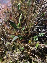 Arctotheca forbesiana