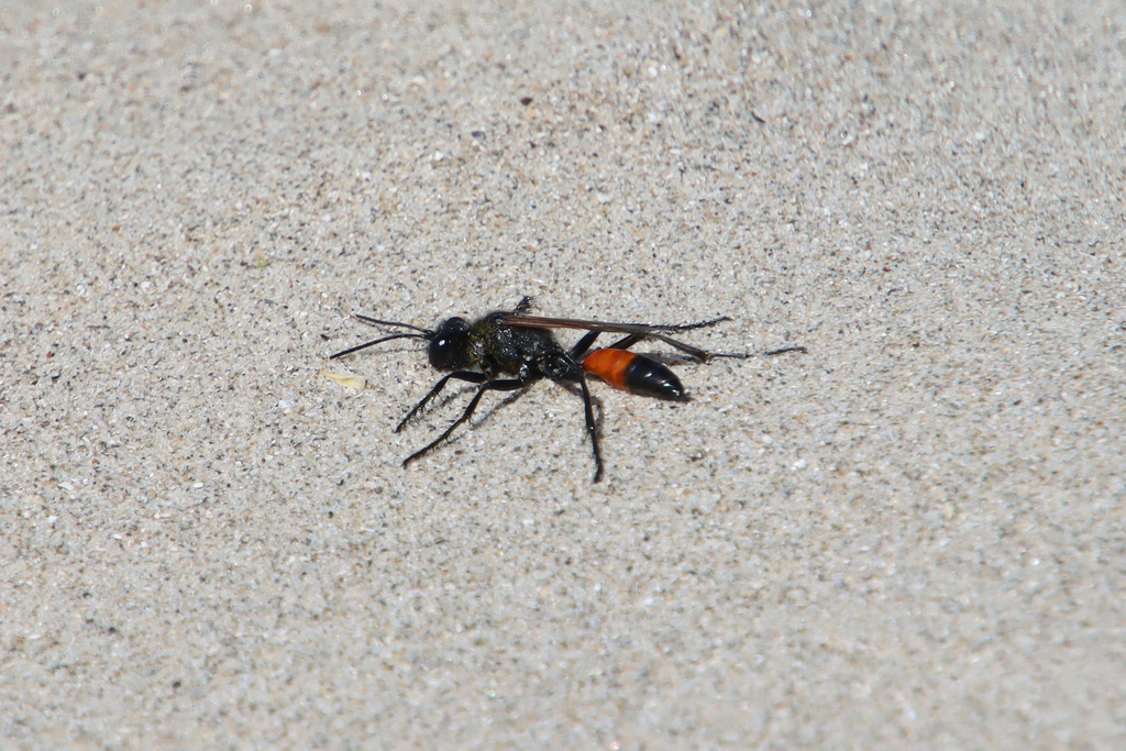 Podalonia luffii