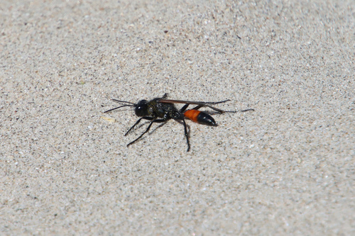 Podalonia luffii