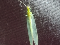 Chrysopini