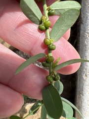 Phyllanthus evanescens