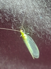 Chrysopini