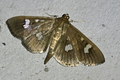 Cotachena pubescens