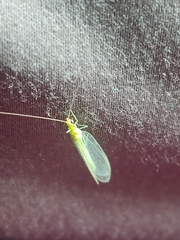 Chrysopini