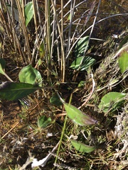 Arctotheca forbesiana