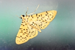 Conogethes punctiferalis