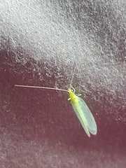 Chrysopini