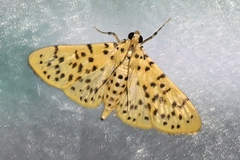Conogethes punctiferalis