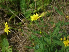 Hieracium laevigatum
