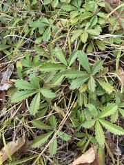 Potentilla pusilla