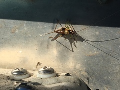 Conocephalus nigropleurum