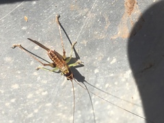 Conocephalus nigropleurum