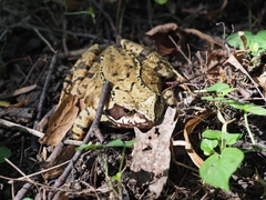Rana temporaria