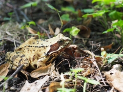 Rana temporaria