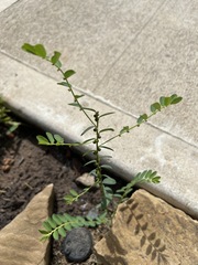 Phyllanthus evanescens