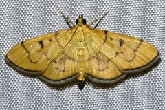 Patania chlorophanta