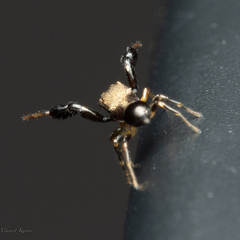 Harmochirus brachiatus