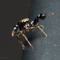 Harmochirus brachiatus