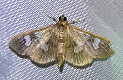 Cotachena pubescens