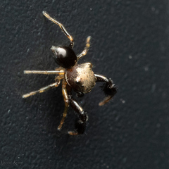 Harmochirus brachiatus
