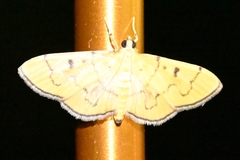 Patania chlorophanta