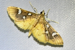 Cotachena histricalis