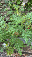 Solanum sisymbriifolium
