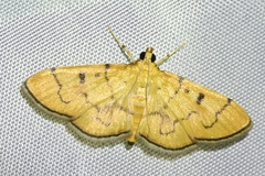 Patania chlorophanta