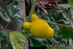 Solanum mammosum