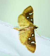 Cotachena pubescens