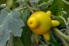 Solanum mammosum