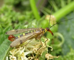 Panorpa cognata