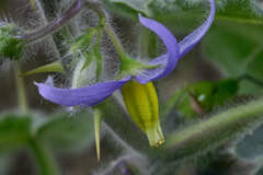 Solanum mammosum